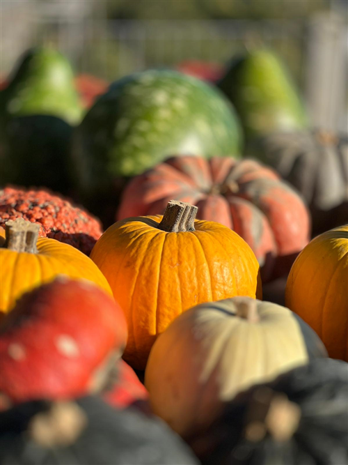Edizione record per la 32Âª Fiera Regionale della Zucca di Piozzo. 60.000 i visitatori: +20% rispetto al 2024