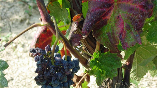 Flavescenza dorata della vite: massima attenzione