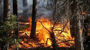 Dichiarazione stato di massima pericolosità per incendi boschivi su tutto il territorio regionale del Piemonte a partire dal giorno 8 luglio 2026