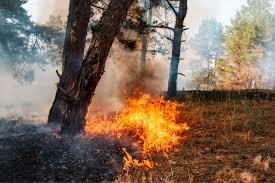 Incendi boschivi, parte la campagna AIB 2026